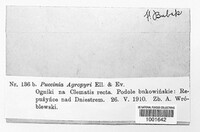 Puccinia agropyri image
